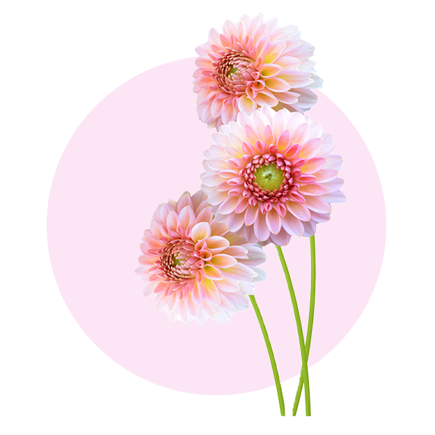 pluk-selv-blomster dahlia 